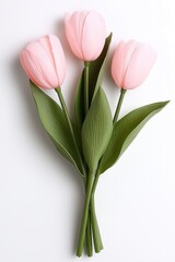 A simple yet elegant display of pink tulips arranged on a pristine white background, evoking grace and beauty