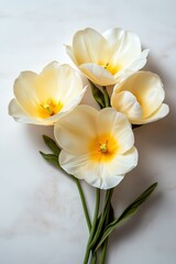Obraz premium Pale yellow tulips delicately arranged against a clean white background, offering a calm and elegant presentation