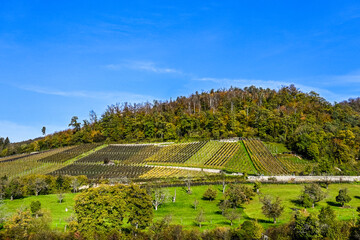 Arlesheim, Weinberg, Landwirtschaft, Schloss Birseck, Burg, Wald, Obstbäume, Ermitage,...