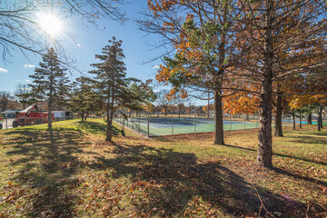 autumn trees in the park