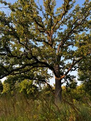 Obraz premium autumn in the park