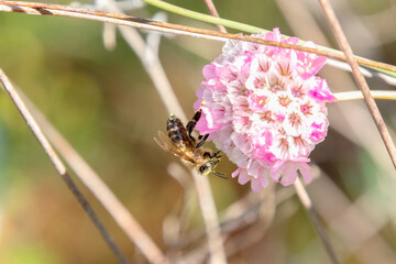 Abeja Melífera silvestre polinizando un drimia marítima