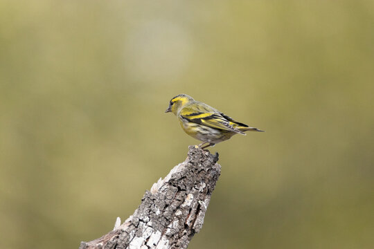 Jilguero l&uacute;gano (Spinus spinus) posado en un troco seco