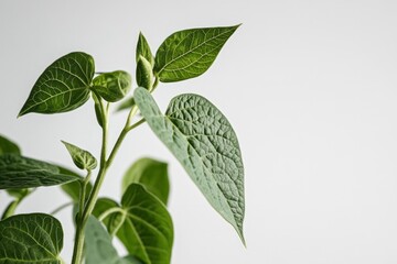 Obraz premium green leaves, young plant, clean white background, 