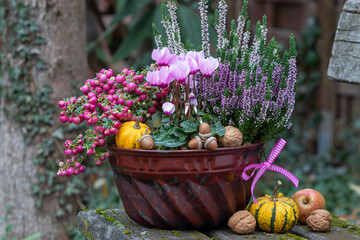 pink Alpenveilchen, Heidekraut und Torfmyrte in alter Gugelhupfform als Herbst-Dekoration	