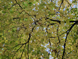 Autumn yellowed foliage. Background of yellow leaves. Yellow leaves on a tree branch