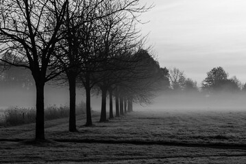 misty morning in the forest