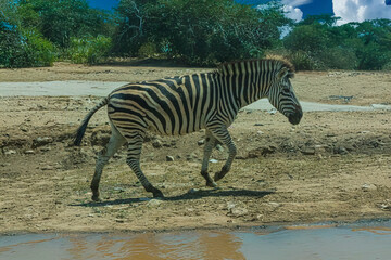 .photography of beautiful zebras in the middle of nature grazing in tranquility