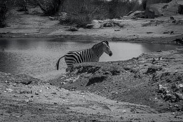 .photography of beautiful zebras in the middle of nature grazing in tranquility