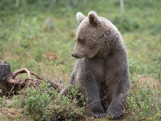 Brown bear sits peacefully in a lush green forest, calmly surveying the area