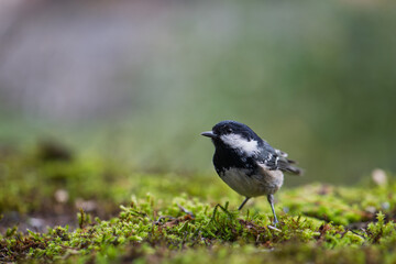 Coal tit resting on the mossy ground. Close-up view. Blur background with shallow depth of field. 