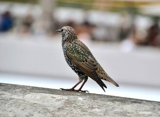 European starling bird on a wall in Paris