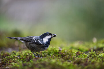 Coal tit  with a seed in its beak resting on the mossy ground. closeup view. Blur background with shallow depth of field. 