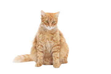 Beautiful red Cat looks at the camera. Kitten close-up on white background. Without people. Studio portrait of a ginger cat. Pet shop. Indoor cat.