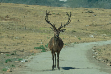 .photography of beautiful deer in the middle of nature grazing in tranquility