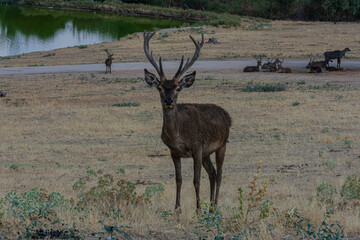Naklejka premium .photography of beautiful deer in the middle of nature grazing in tranquility