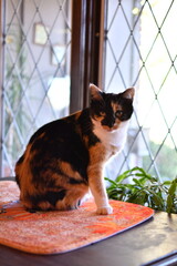 Calico Cat