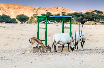 Antelopes Arabian white oryx (Oryx dammah) and Dorcas gazelle (Gazella dorcas) are eating food from a special feeder in nature desert reserve,  Middle East.