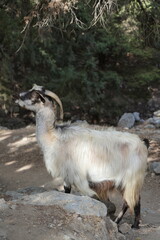 Obraz premium goat
