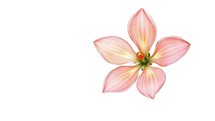 Fototapeta premium Colorful watercolor flower isolated on transparent background. Ai generated.
