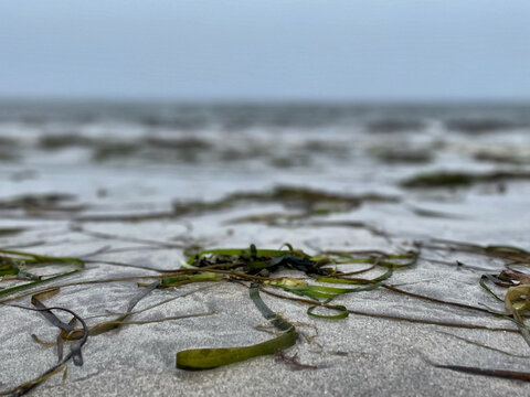 Algen am Strand von Ventry Beach, Dingle Peninsula, County Kerry, Irland
