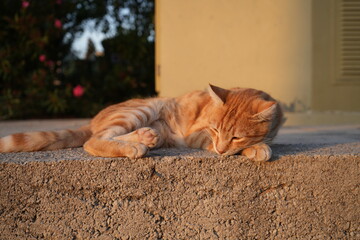 Fototapeta premium cat on the roof