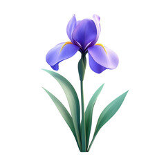 Vibrant Purple Iris Flower in Bloom on White Background