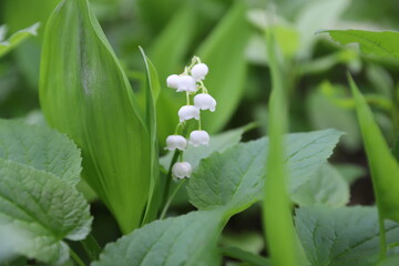 lily of the valley