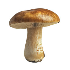 Magnificent Mushroom: Capturing the Beauty of Nature's Delicacy
