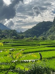 Risaie, Vietnam