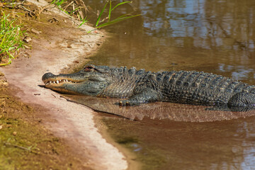 photography of beautiful crocodiles in the middle of nature with their coldness