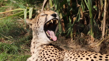 African Cheetah Portrait in a Zoo