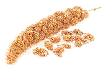 Twigs of yellow millet and grains of millet isolated on a white background. Senegal millet.