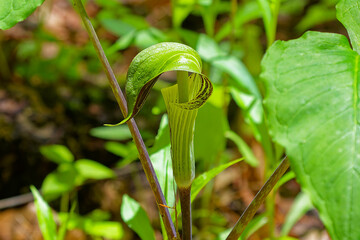 Jack in the Pulpit (Arisaema triphyllum). Native hardy northern plant. It is a large, cylindrical, hooded flower, green in color with brown stripes.