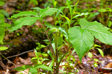 Jack in the Pulpit (Arisaema triphyllum). Native hardy northern plant. It is a large, cylindrical, hooded flower, green in color with brown stripes.