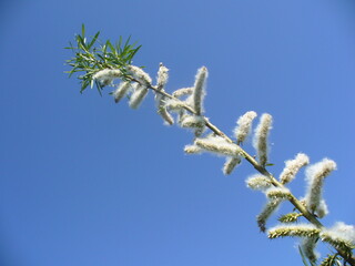 Twig of tree with flowering Ament, Catkin in spring day with blue sky - close up. Topics: beauty of nature, blooming, flowering, vegetation, flora, season, macro, botany