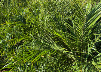 Fresh palm leaves in sunlight