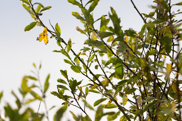 leaves on a branch with yellow and green leaves at the start of the autumn fall change of season