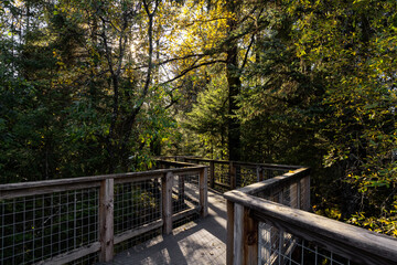 Fototapeta premium Bridge in the forest of Juneau, Alaska pacific northwest on easy hiking trail in Mendenhall Glacier area