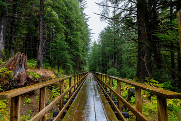 Bridge in the forest of Juneau, Alaska pacific northwest rainforest climate with bright evergreen trees