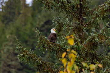 Bald eagle on tree perched with profile view in evergreen