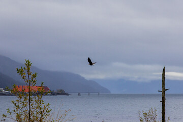 Beautiful bald eagle flying through sky in Juneau, Alaska