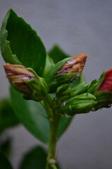 flower in the garden