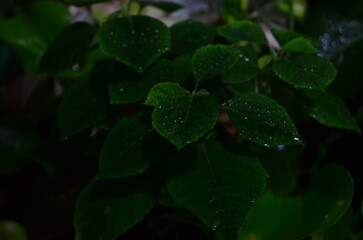 rain drops on a red rose