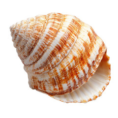 Obraz premium Vibrant Seashell: Textured Beauty from the Ocean