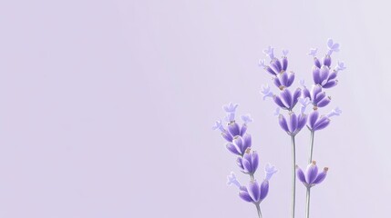 Obraz premium gentle solid lavender color background for a relaxed and calming effect