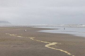 Seagulls on Long Beach on a foggy day.
