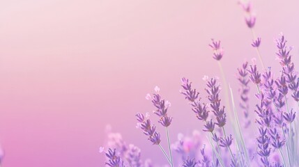 Obraz premium clean gradient background of soft pastel hues of pink and lavender for a delicate atmosphere