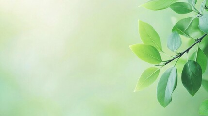 gentle soft green solid color background with a soothing and natural vibe