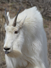 Mountain Goat